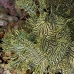 rhinopias_lacy_crci_mb_v_0017_png1800.jpg